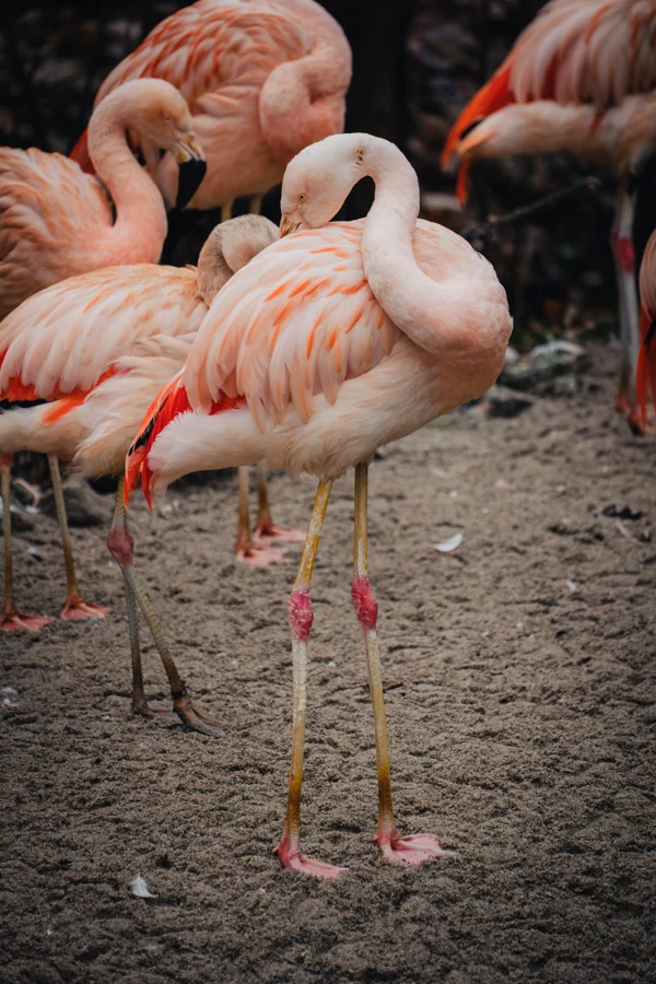 Eine Gruppe rosa Flamingos steht dicht zusammen