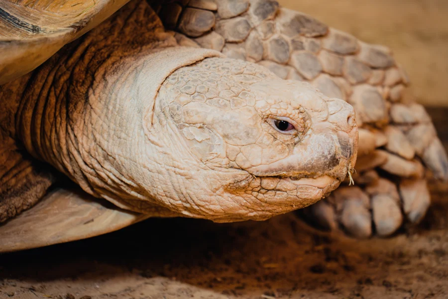 Nahaufnahme des hellen Kopfes einer großen Schildkröte