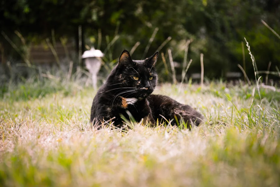 Eine dunkle Katze liegt aufmerksam in einer sonnigen Wiese