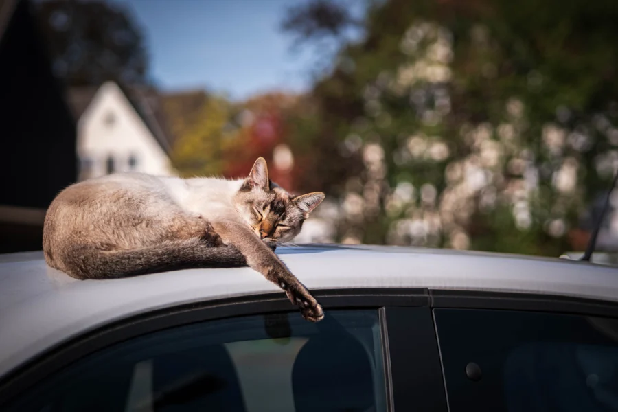 Katze mit blauen Augen auf einem Autodach