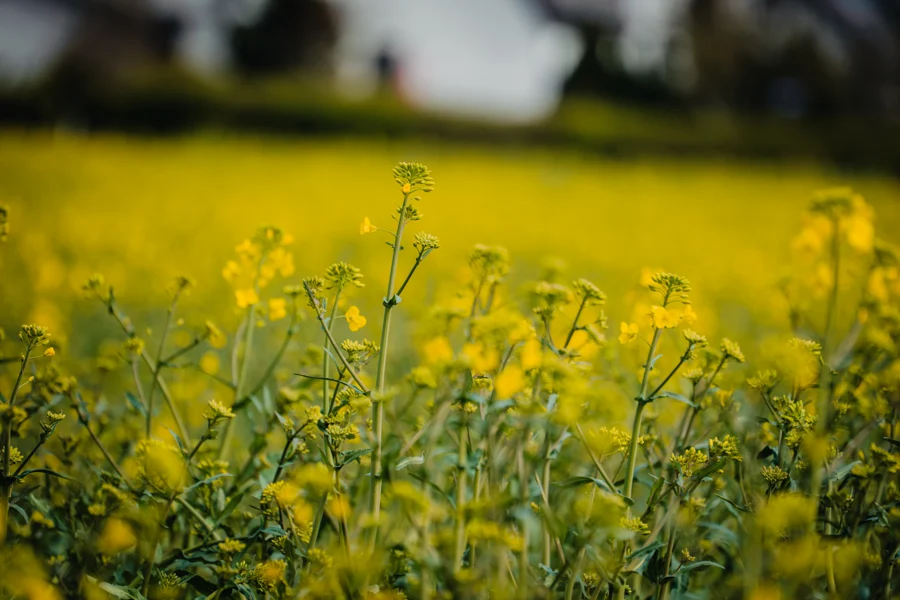 Gelbe Blüten vor einem unscharfen, sonnigen Hintergrund