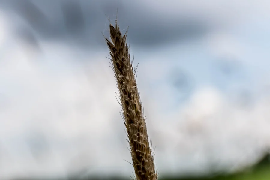 Einzelne Getreideähre vor einem weichen Wolkenhimmel
