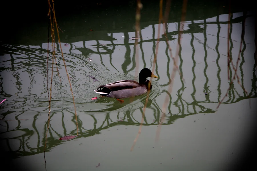 Eine Ente schwimmt durch die Spiegelung eines Geländers