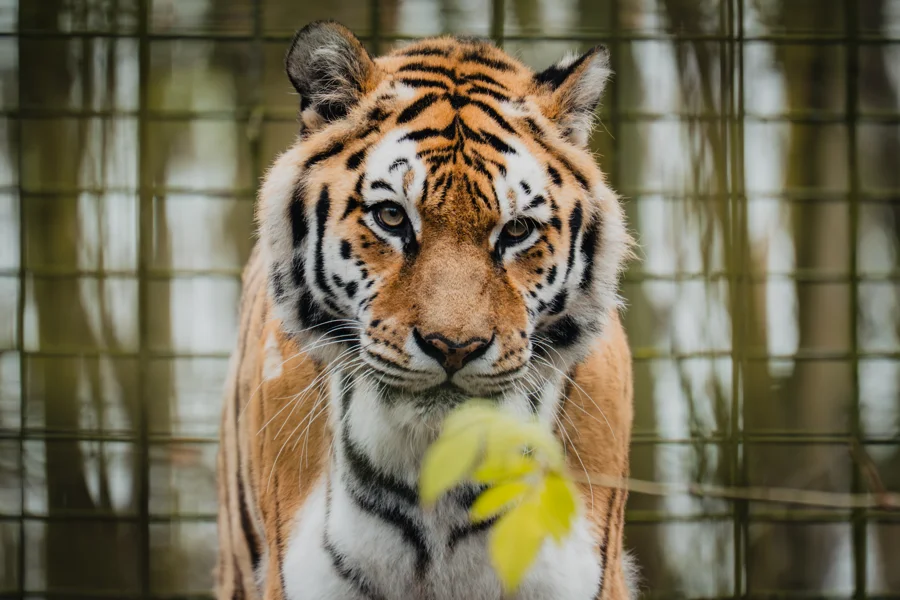 Tiger zwischen Steinen, Holz und Pflanzen im Gehege
