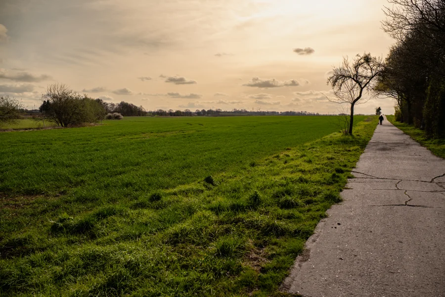 Grüne Wiese und Feldweg im warmen Sonnenlicht