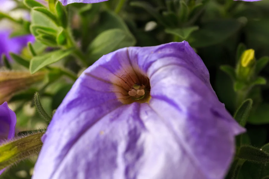Violette Blüte zwischen grünen Blättern