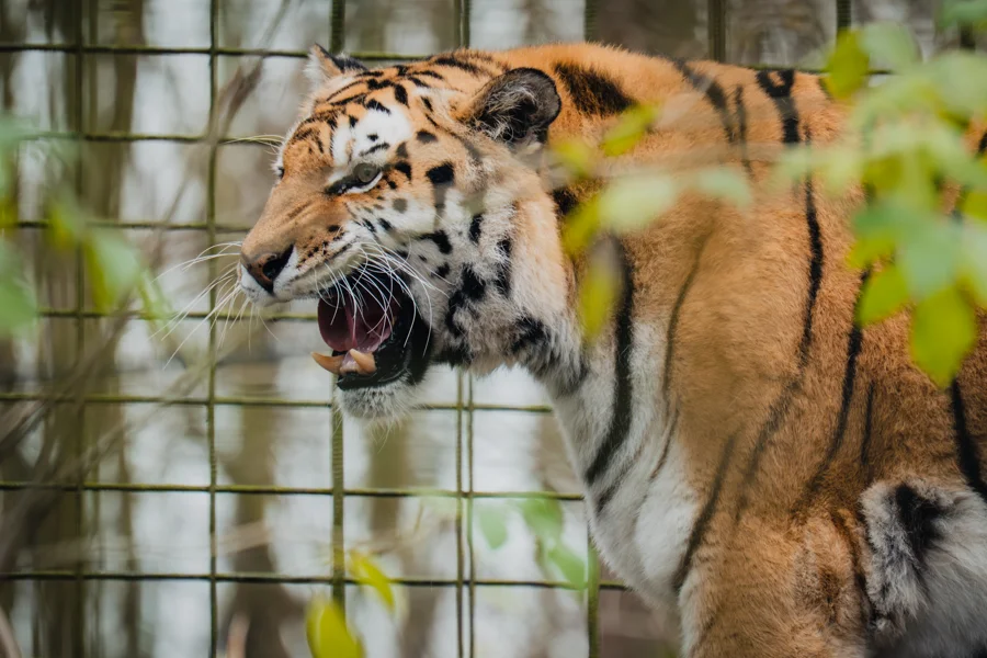 Tiger zwischen Steinen, Holz und Pflanzen im Gehege