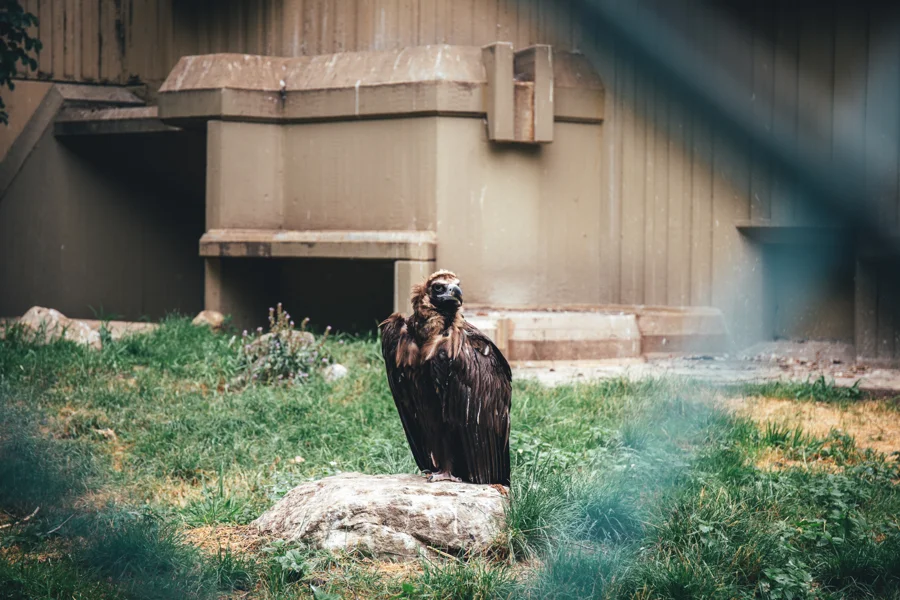 Greifvogel sitzt auf einem Holzblock