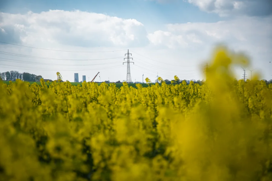 Felder und Pflanzen unter weitem Himmel