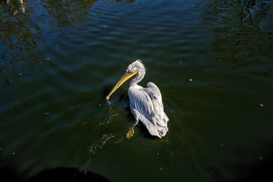 Pelikane an einer Wasserfläche