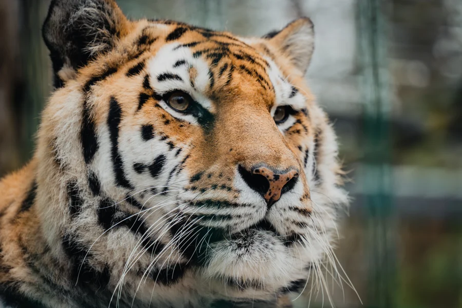 Tiger zwischen Steinen, Holz und Pflanzen im Gehege