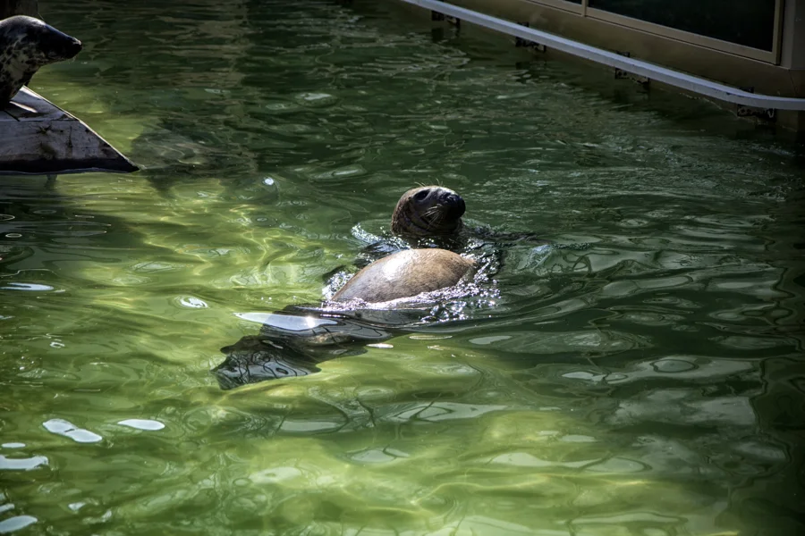 Ente schwimmt durch grün schimmerndes Wasser