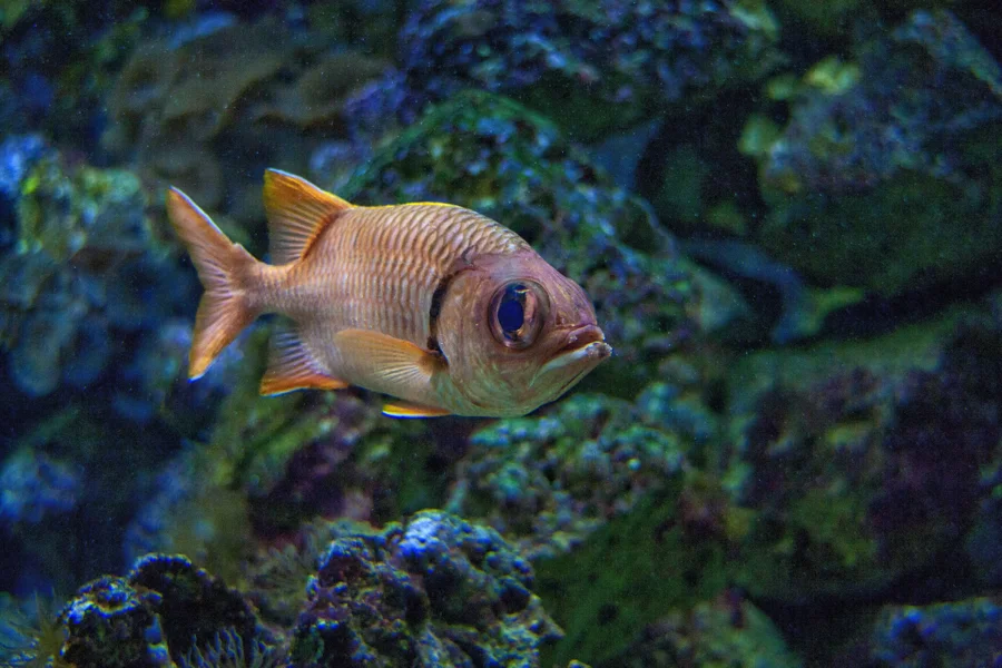 Fisch im Aquarium zwischen Korallen und Felsen