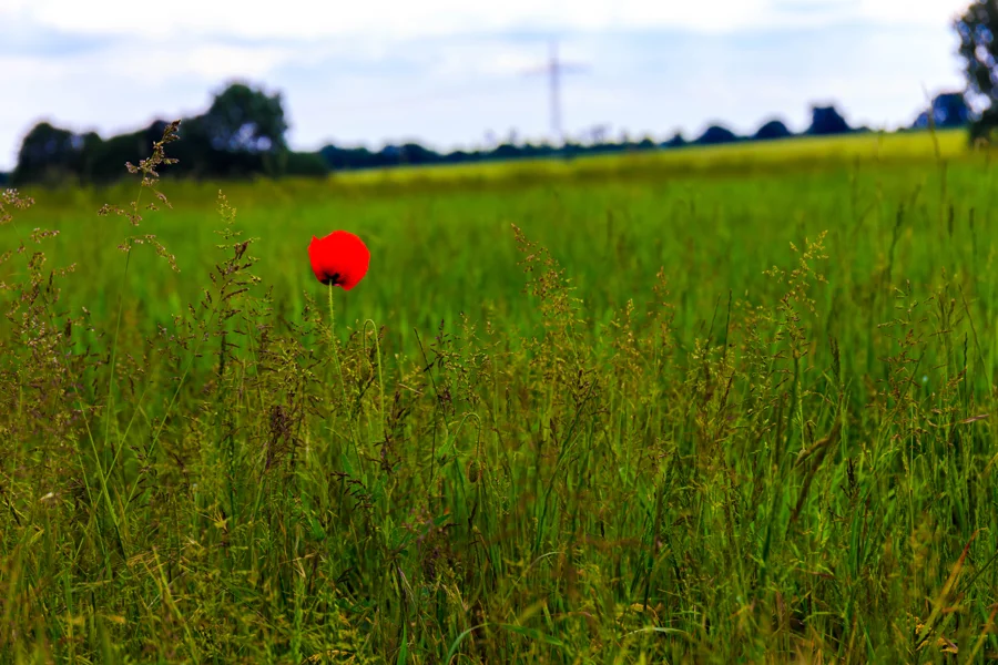 Felder und Pflanzen unter weitem Himmel