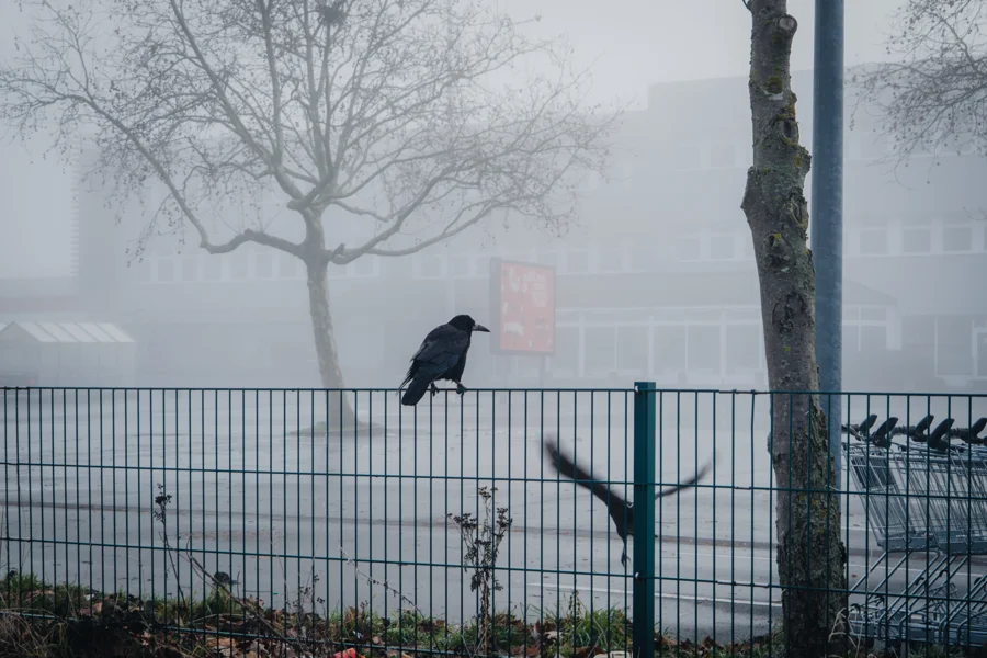 Kleiner Vogel sitzt auf einem Drahtzaun