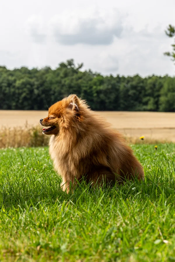 Kleiner langhaariger Hund im warmen Licht
