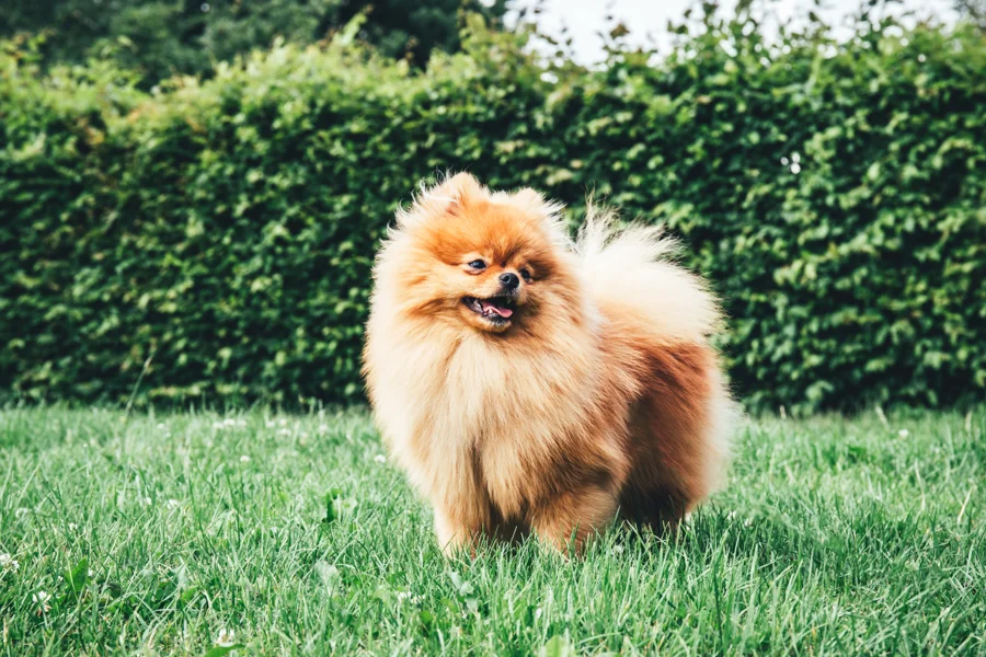 Kleiner langhaariger Hund im warmen Licht