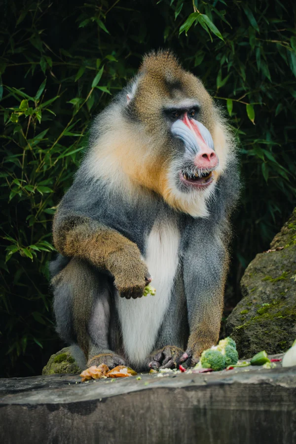 Mandrill sitzt in seinem Gehege