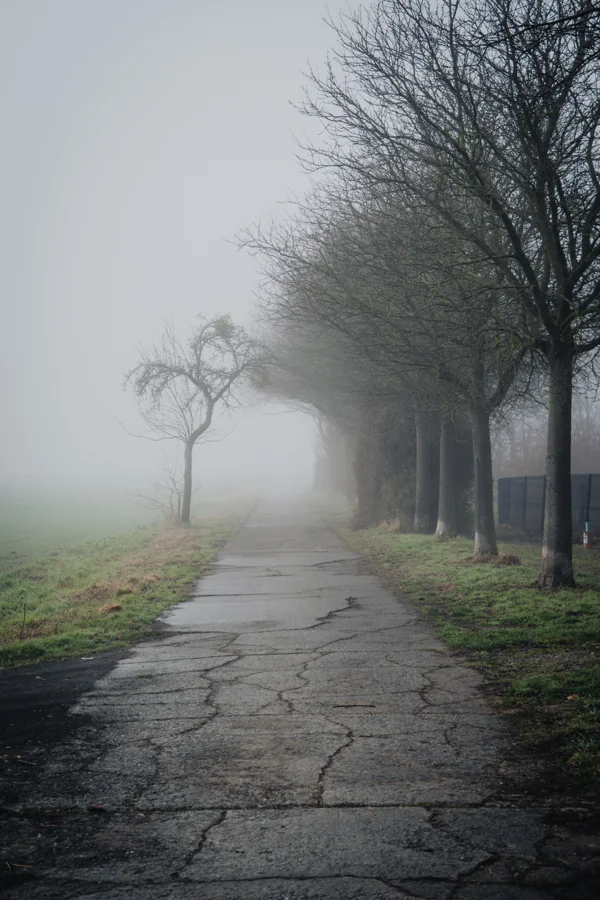 Straße und Bäume in dichtem Nebel und weichem Licht