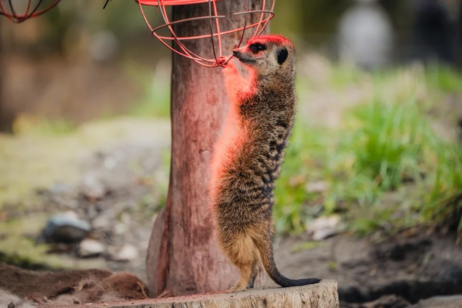 Erdmännchen in ihrem Gehege