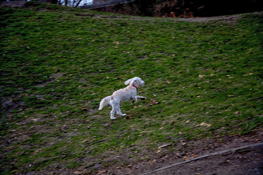 Kleiner weißer Hund auf einer grünen Wiese