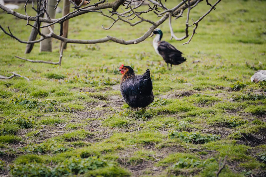 Huhn auf einer grünen Wiese