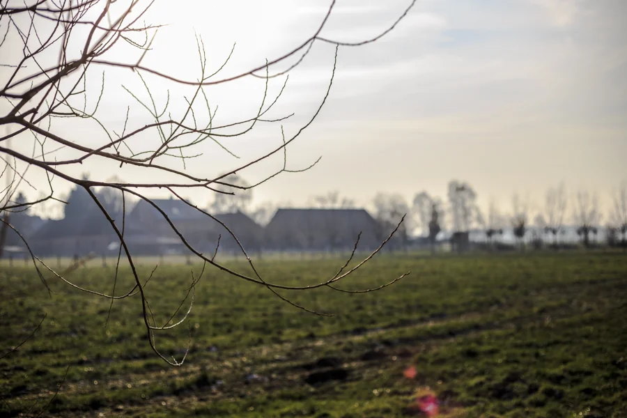 Weites grünes Feld hinter kahlen Zweigen