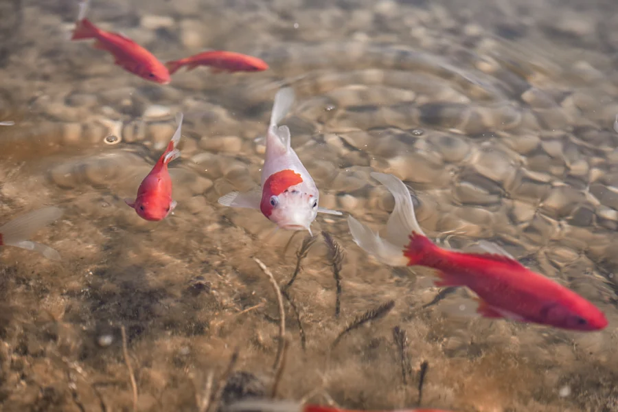 Rote und helle Fische in flachem Wasser