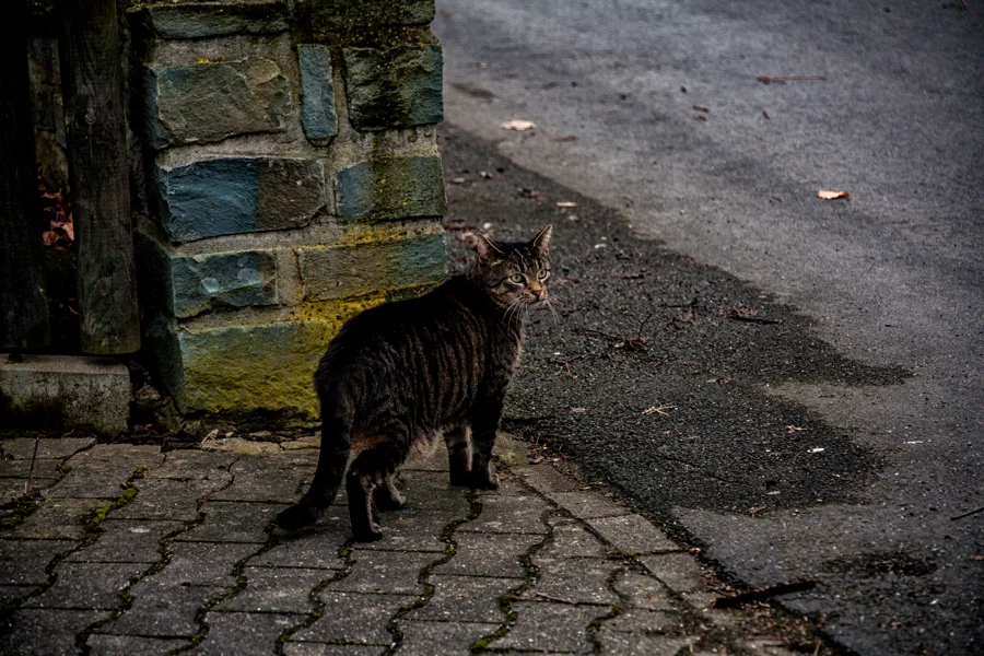 Dunkle Katze in einer ruhigen Umgebung