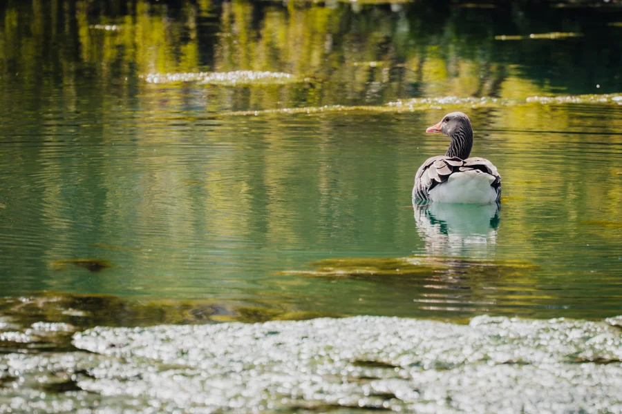 Eine Gans auf einem grün schimmernden Teich